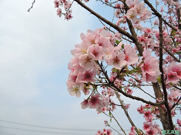 平鎮櫻花2150219(6)