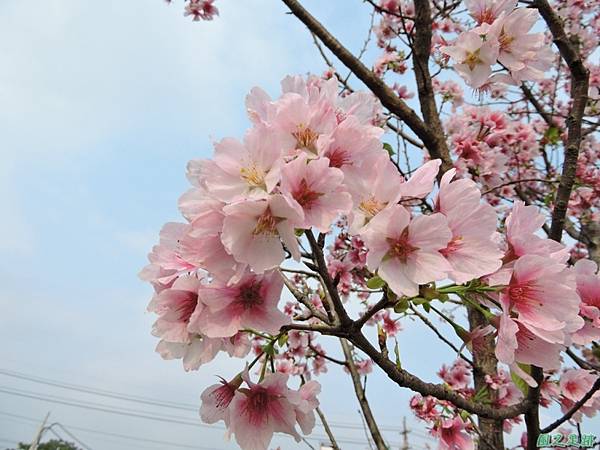 平鎮櫻花2150219(7)