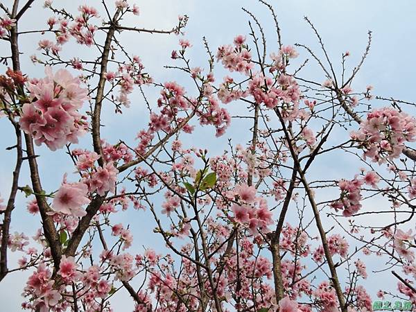 平鎮櫻花2150219(8)