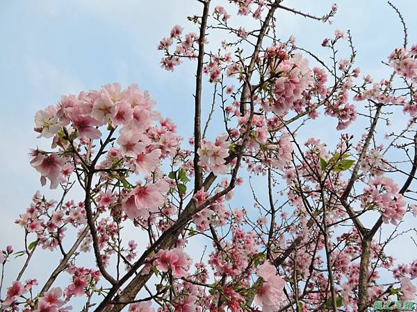 平鎮櫻花2150219(9)