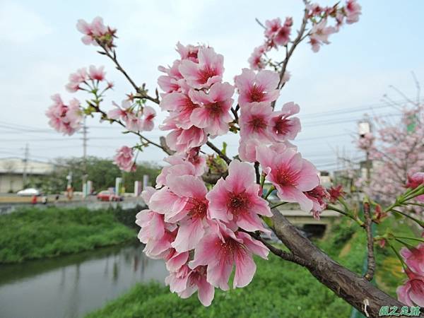 平鎮櫻花2150219(11)