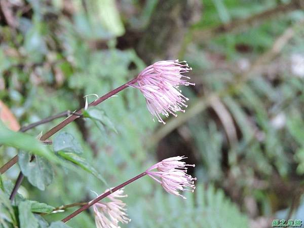 台灣胡麻花20150221(7)