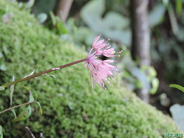 台灣胡麻花20150221(8)