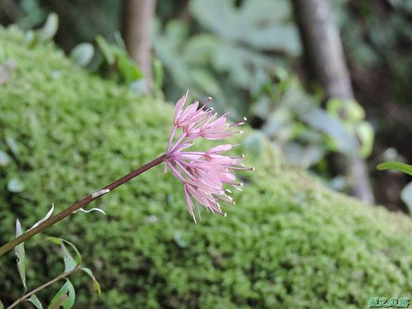 台灣胡麻花20150221(10)