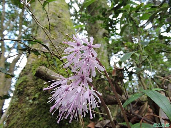 台灣胡麻花20150221(13)