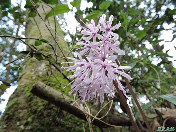 台灣胡麻花20150221(14)