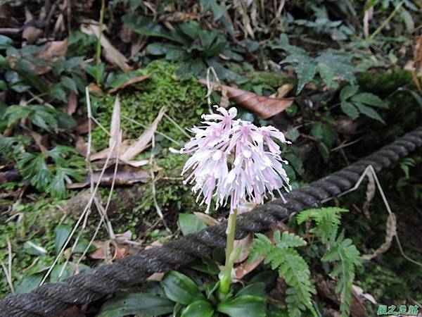 台灣胡麻花20150221(21)