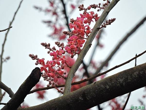 紅花鐵刀木20150411(18)