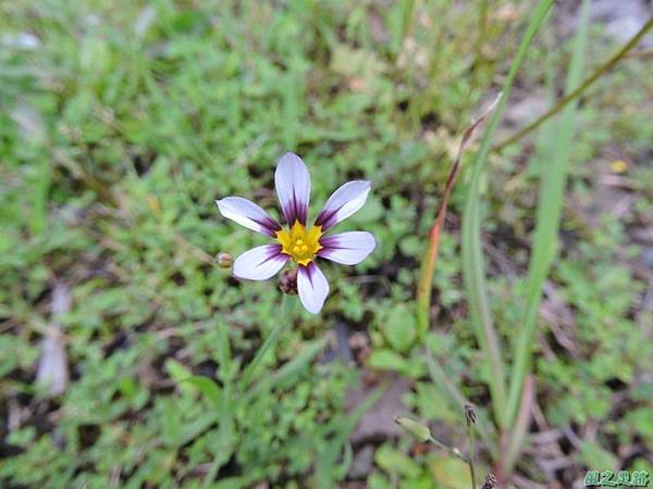 白花庭菖蒲20150419(3)