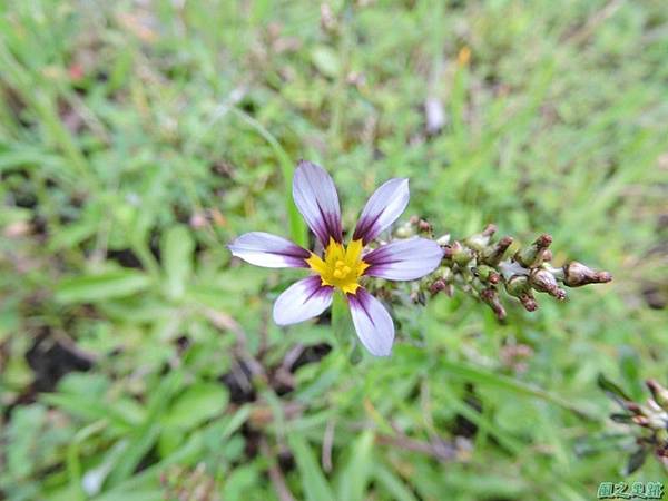 白花庭菖蒲20150419(4)