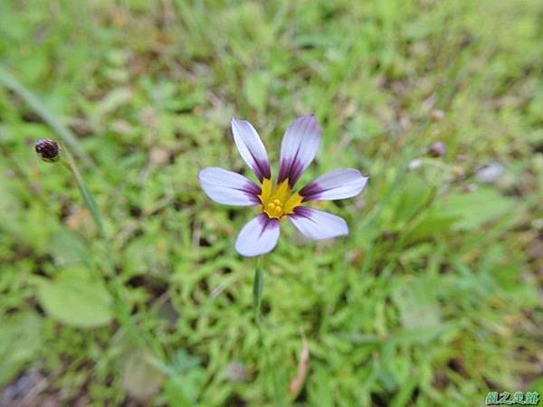 白花庭菖蒲20150419(7)