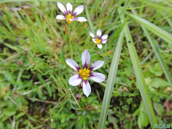 白花庭菖蒲20150419(8)