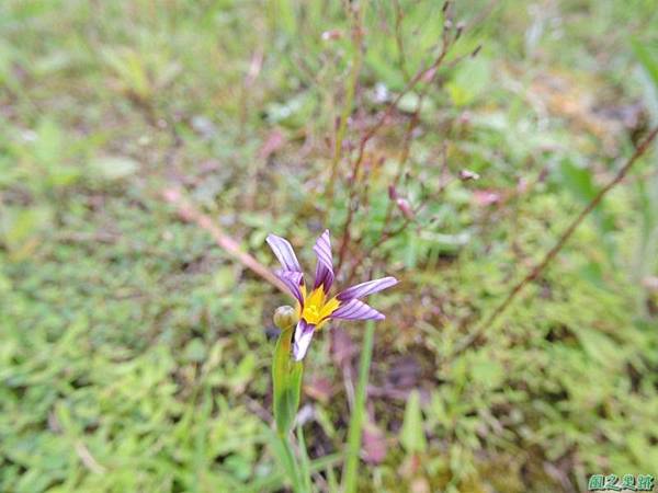 白花庭菖蒲20150419(9)