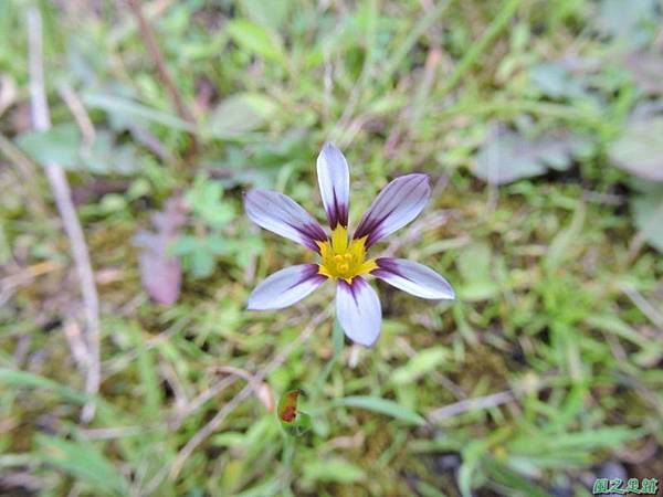 白花庭菖蒲20150419(10)