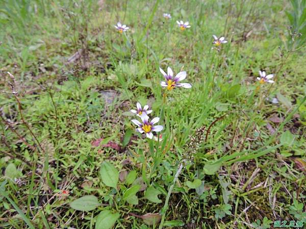 白花庭菖蒲20150419(14)