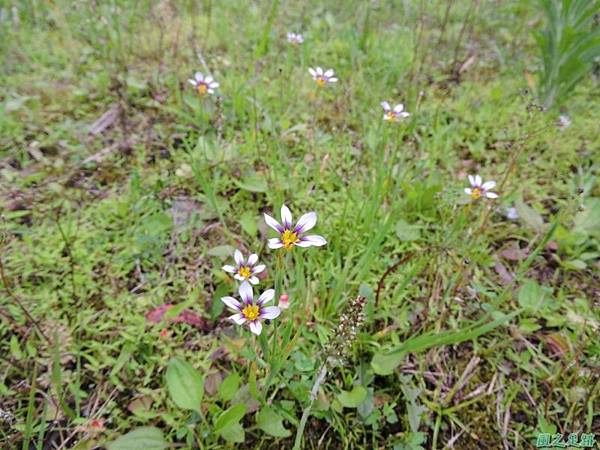 白花庭菖蒲20150419(16)