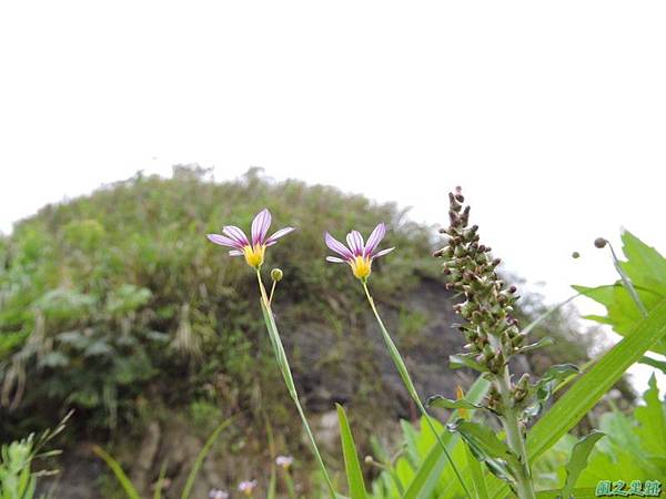 白花庭菖蒲20150419(20)