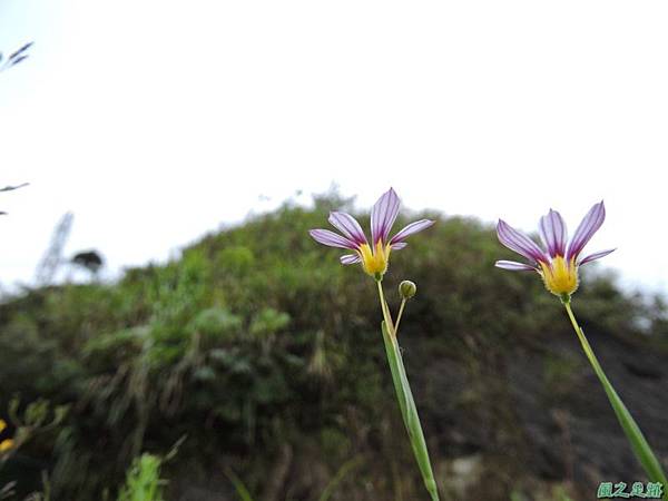 白花庭菖蒲20150419(23)