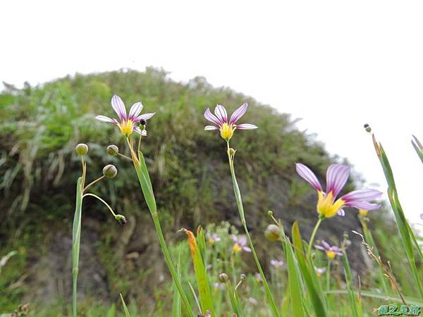 白花庭菖蒲20150419(25)