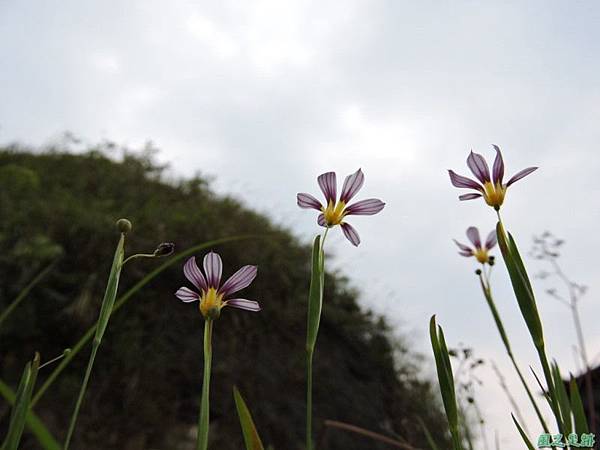 白花庭菖蒲20150419(26)