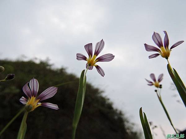 白花庭菖蒲20150419(27)