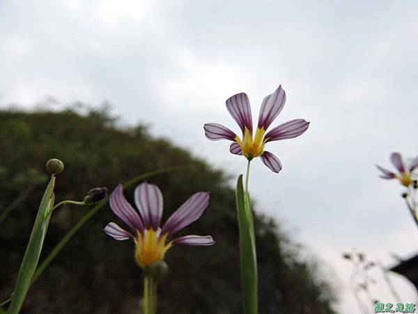 白花庭菖蒲20150419(28)