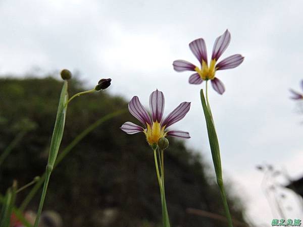 白花庭菖蒲20150419(29)