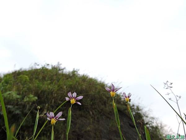 白花庭菖蒲20150419(30)