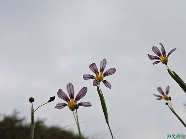 白花庭菖蒲20150419(32)