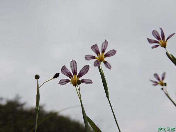 白花庭菖蒲20150419(33)