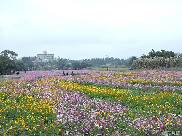 20151129龍潭波斯花海(48)