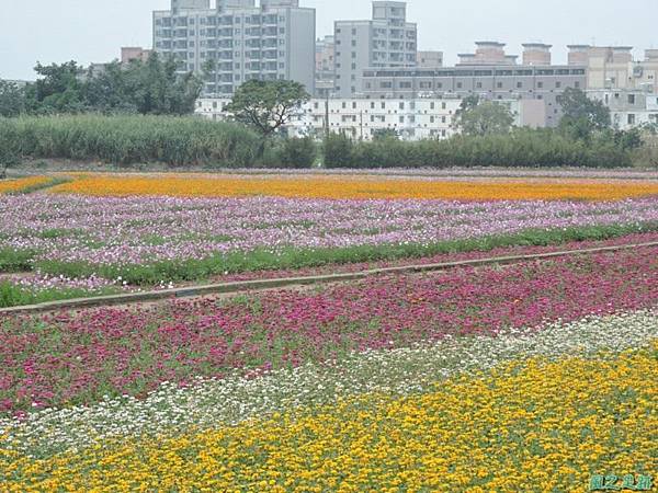 平鎮花彩節20151221(4)