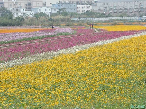 平鎮花彩節20151221(7)