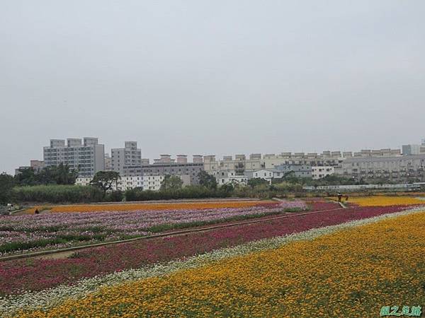 平鎮花彩節20151221(6)