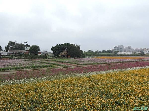 平鎮花彩節20151221(11)