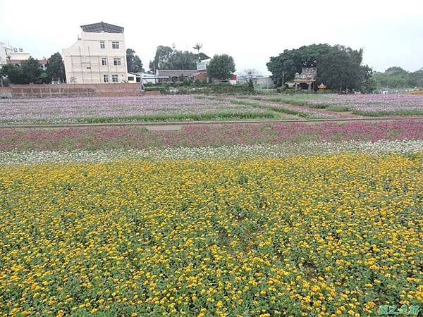 平鎮花彩節20151221(12)