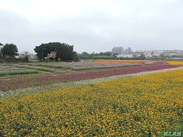 平鎮花彩節20151221(13)