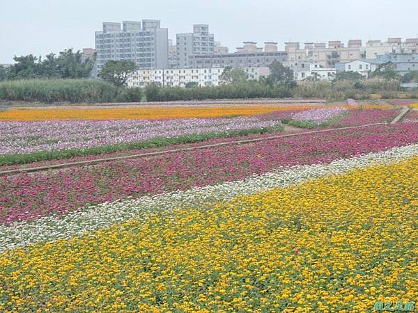 平鎮花彩節20151221(16)