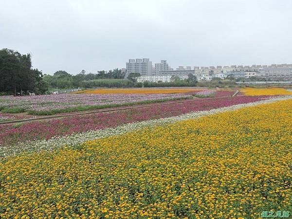 平鎮花彩節20151221(18)