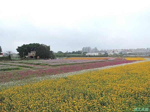 平鎮花彩節20151221(21)