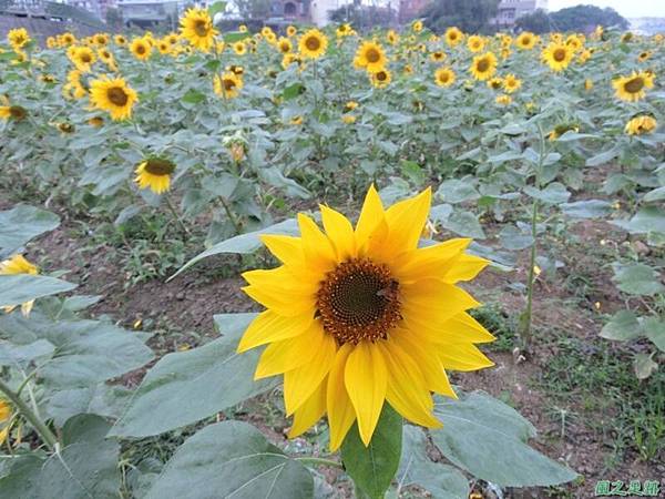 平鎮花彩節20151221(25)