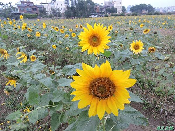 平鎮花彩節20151221(29)