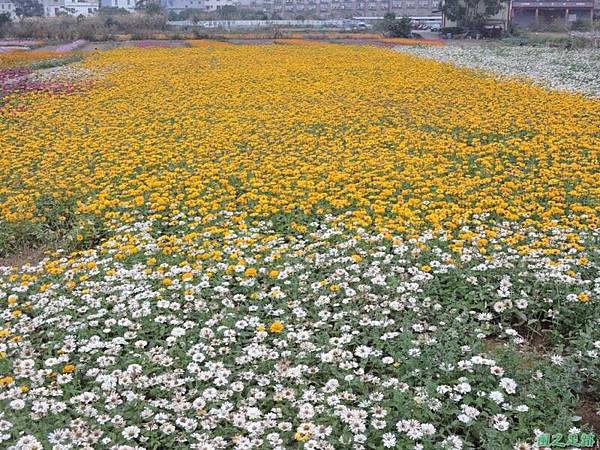 平鎮花彩節20151221(34)