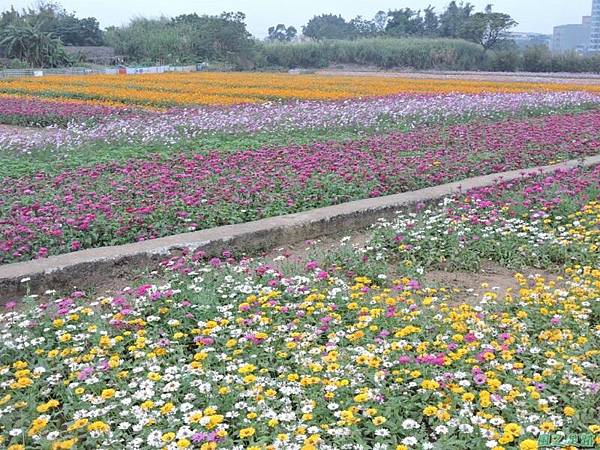 平鎮花彩節20151221(36)