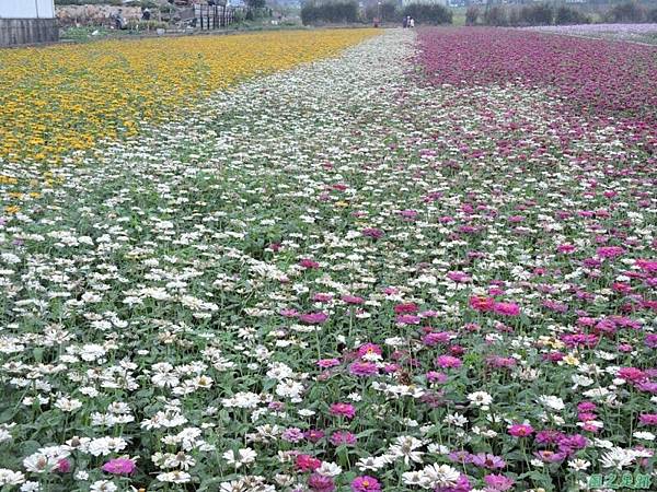 平鎮花彩節20151221(37)