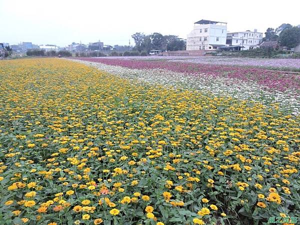 平鎮花彩節20151221(42)