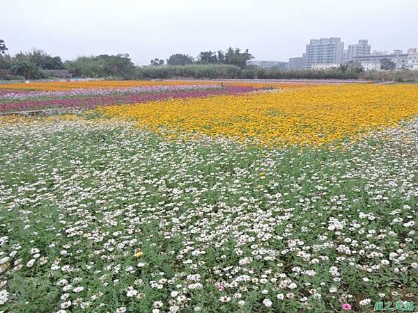 平鎮花彩節20151221(44)