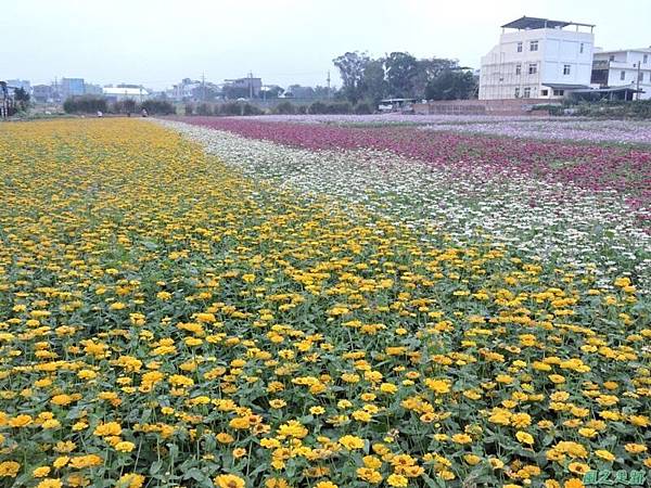 平鎮花彩節20151221(45)