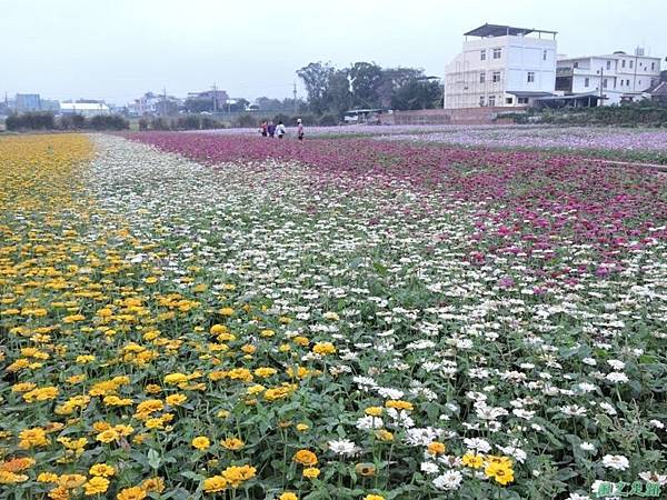 平鎮花彩節20151221(47)