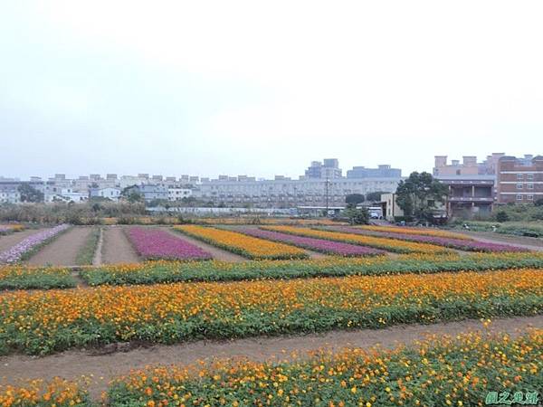 平鎮花彩節20151221(52)